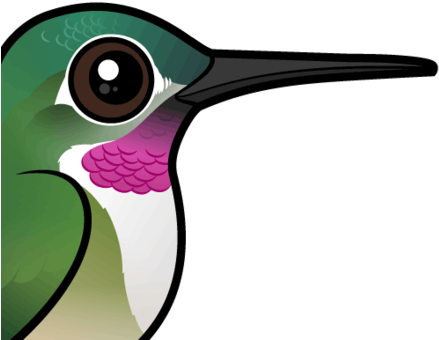 About The Broad-tailed Hummingbird - Cartoon Hummingbird (440x440)