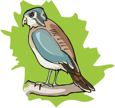 Bird - Bird (380x354)