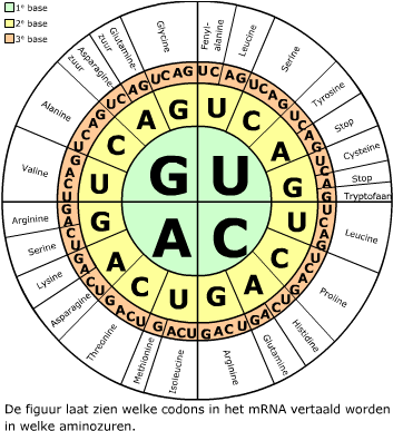 Translatie Aan De Ribosomen - Circle (375x400)
