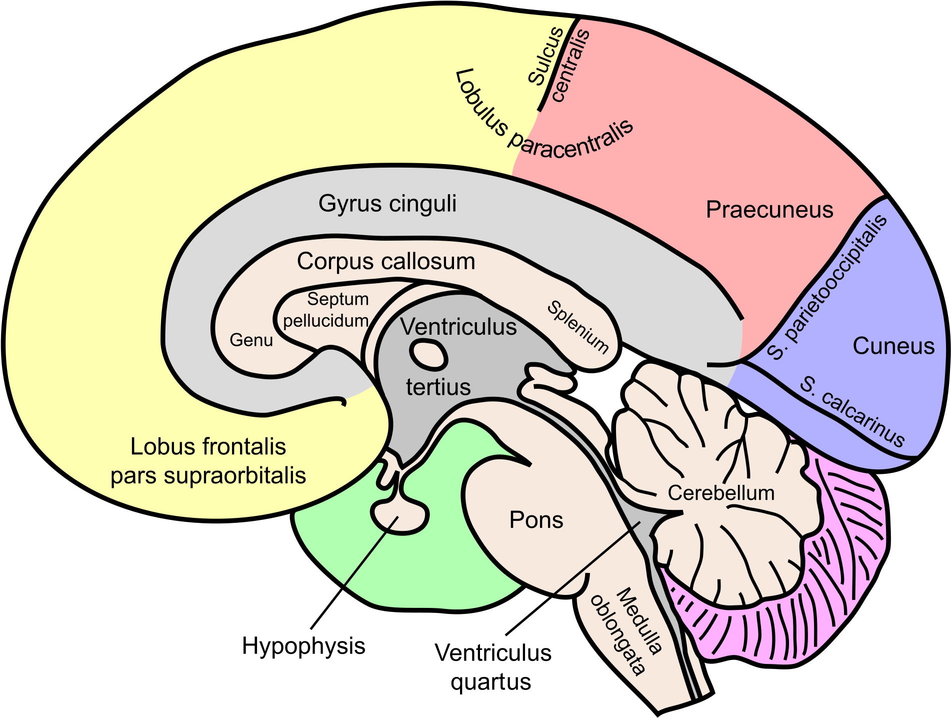 Wir Gegen Sie” Gibt Es Eine Biologie Der Ausgrenzung - Cingulate Gyrus And Corpus Callosum (2000x1509)