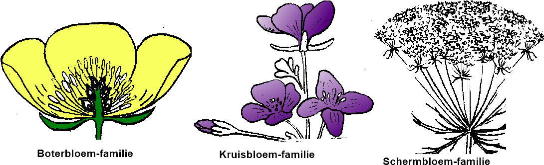Boterbloem Kruisbloem Schermbloem Families - Crocus (1096x336)