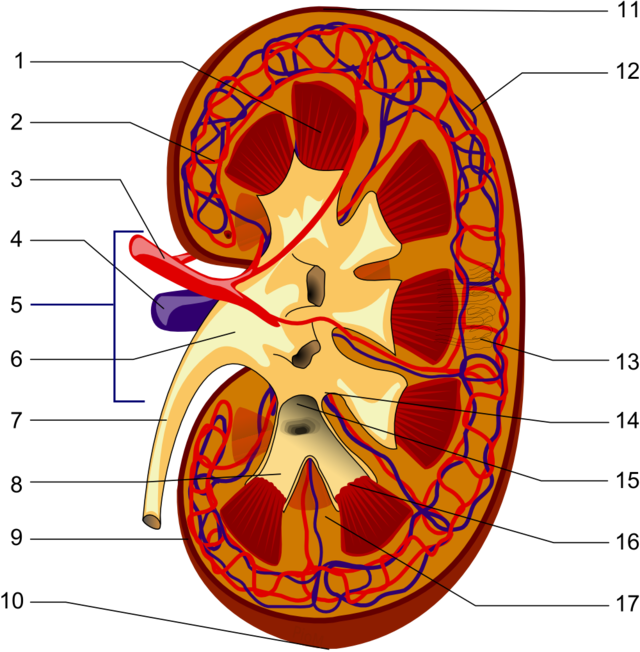 Uit Wikipedia, De Vrije Encyclopedie - Parts Of The Kidney (640x652)