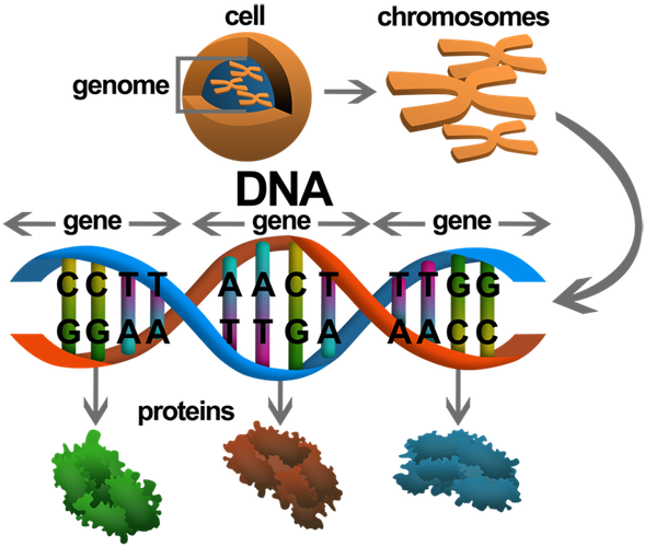 Dna And Gene - Kromozom Dna (602x512)