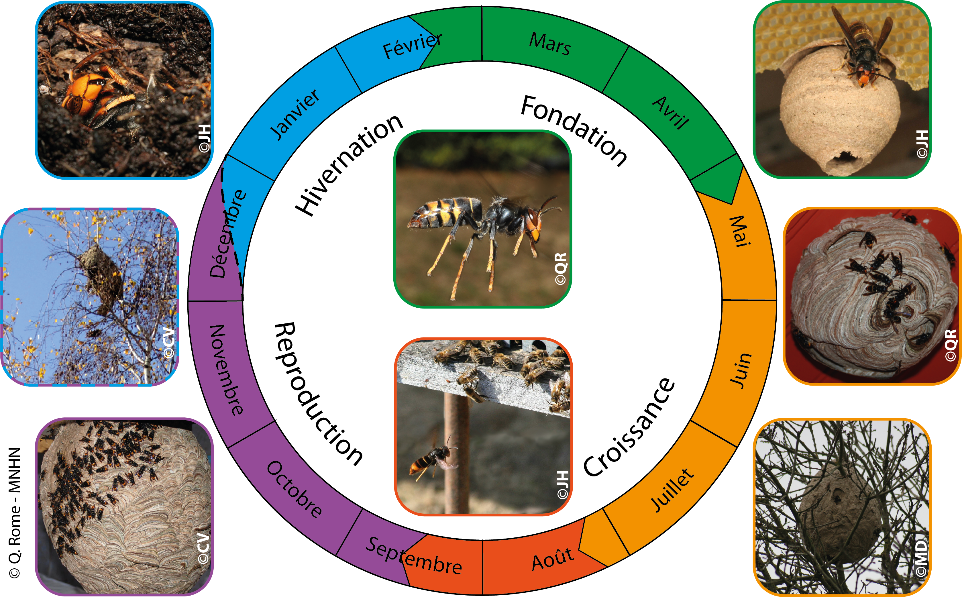 Nid De Frelon Asiatique (3387x2146)