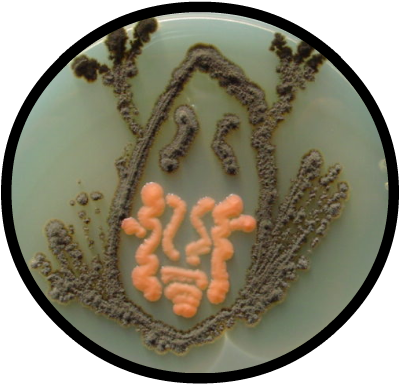 Petri Dish Art - Royal Icing (400x384)