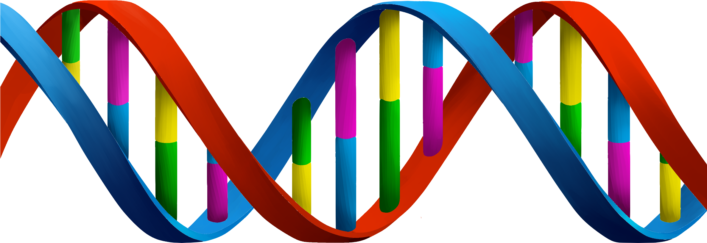 Dna Strand Free Cclicense - Dna Png (2373x836)