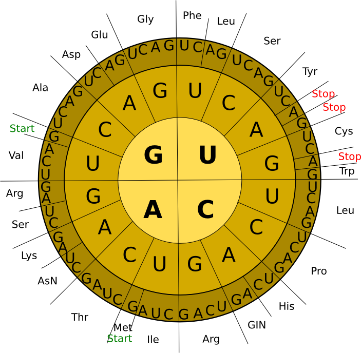 Freies Lehrbuch Biologie - Circle (703x688)