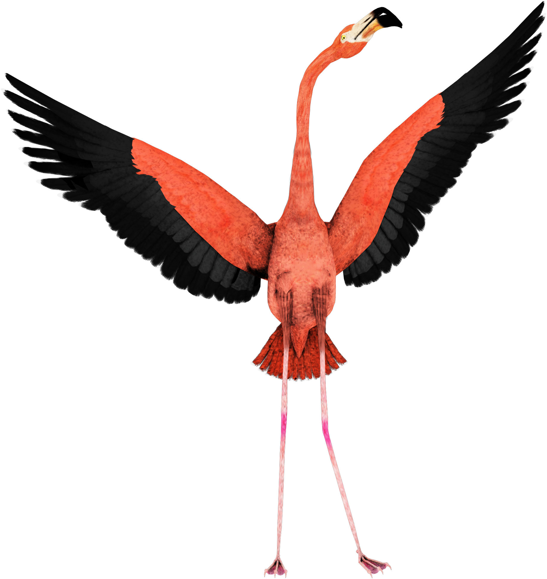 Flamingo - Flamingo Transparent Background (2500x2000)