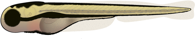 How To Draw A Zebrafish - Leather (723x226)