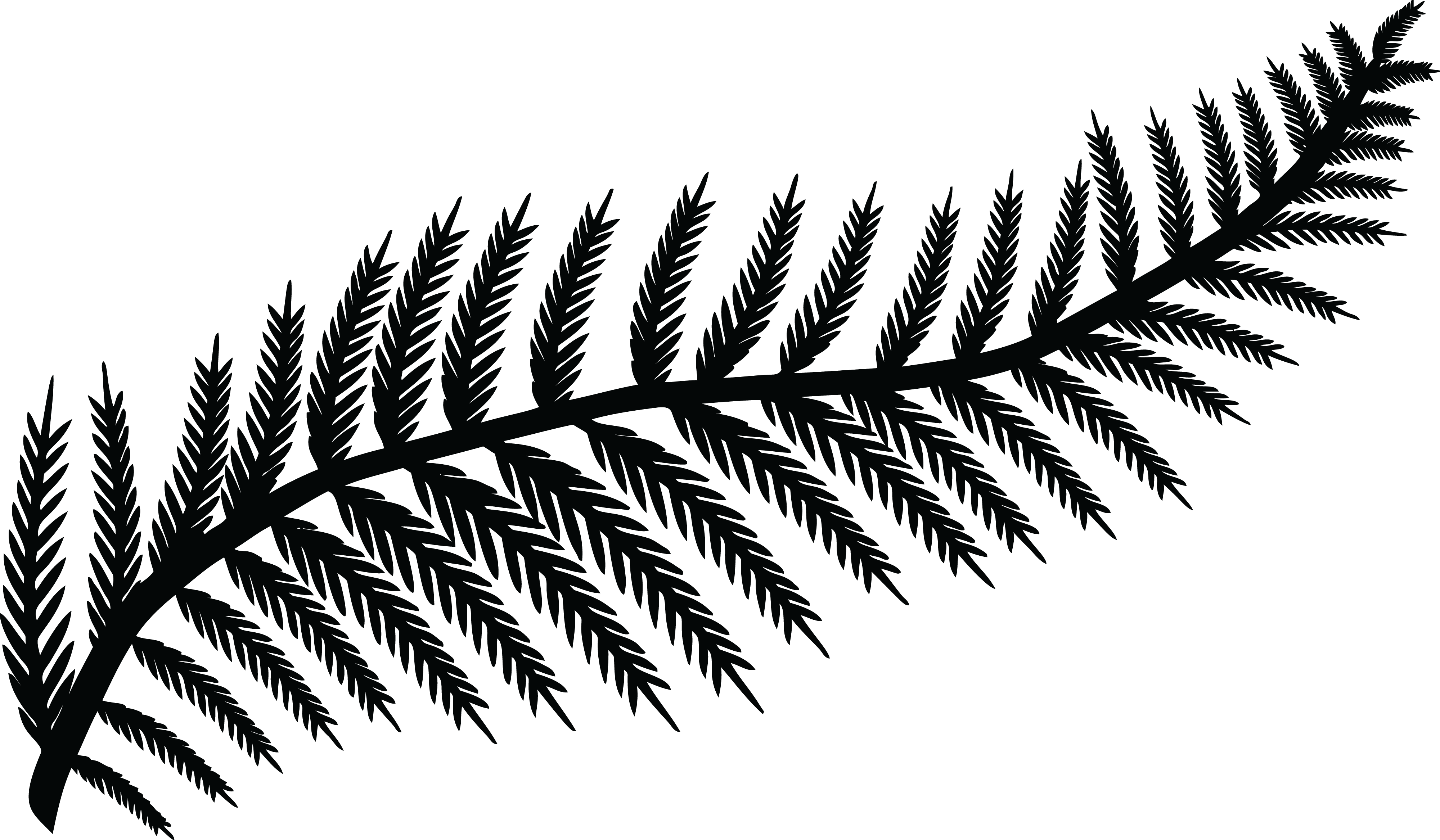 Free Clipart Of A Fern Leaf - Black And White Leaf (4000x2334)