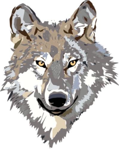Gray Wolf Clip Art 9dc4brkdce - Wolf Head Clipart Transparent (399x501)