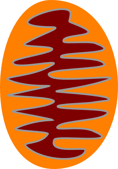 Mitochondrion Clip Art - Circle (414x592)
