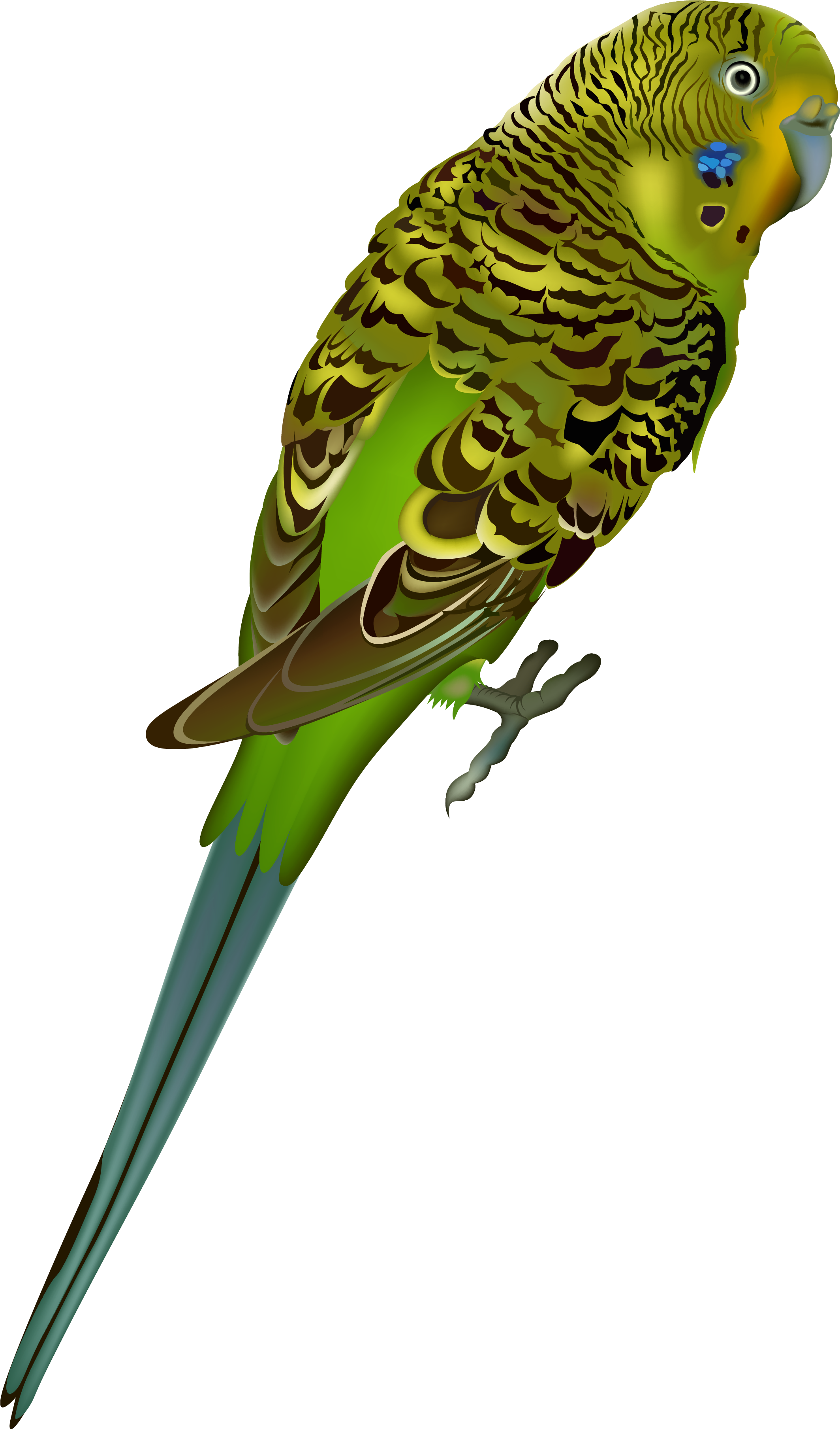 Bird Png - Parakeet Transparent (2216x3769)