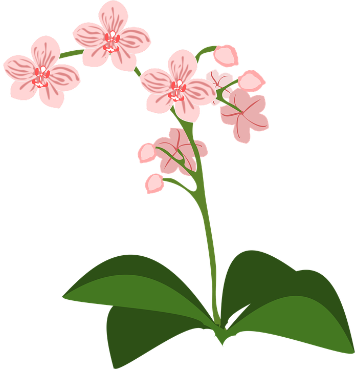 Clip Art Flor Flora Flower Nature Orchid Orchids - Orquideas Clipart (694x720)