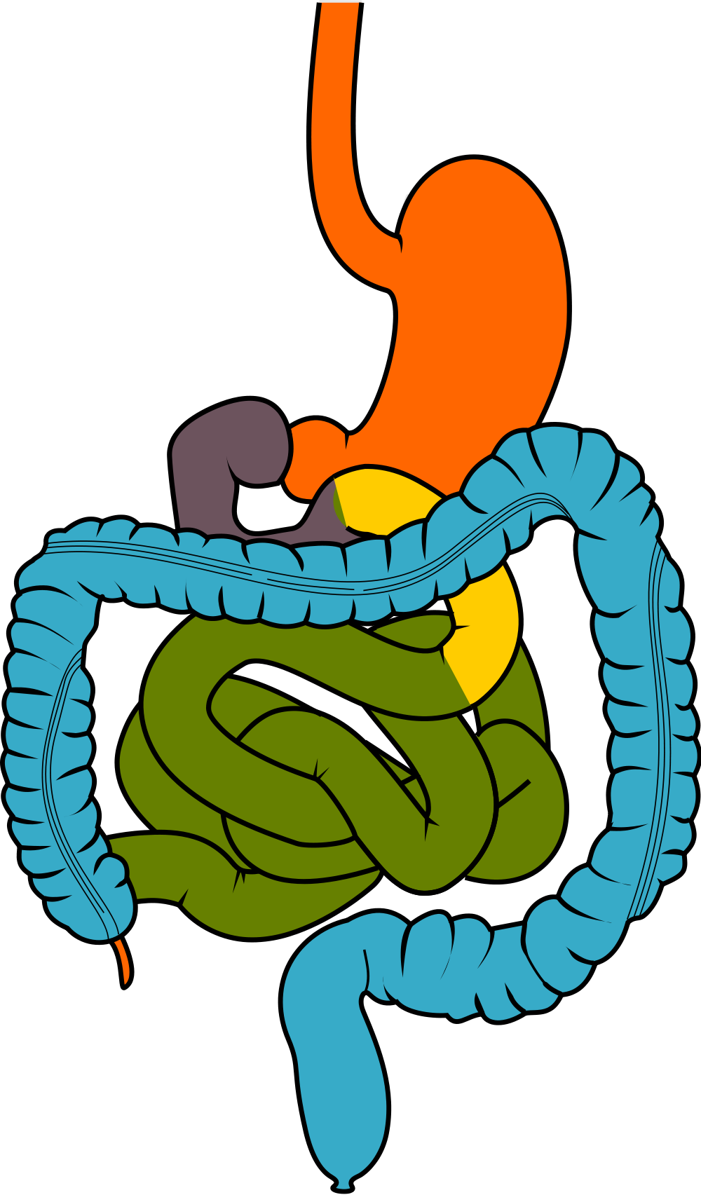 File - Gisystem - Svg - Gastrointestinal Clipart (2000x3410)