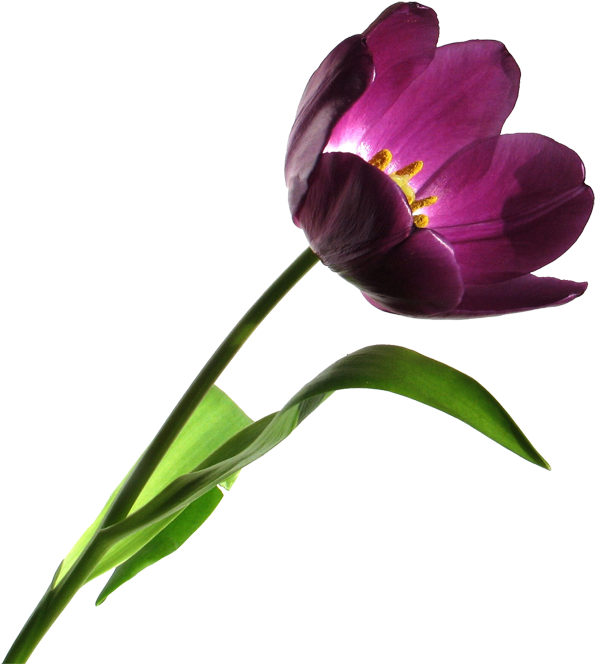 Free High Resolution Clipart Images Free High Resolution - Mulher Mensagens (664x700)