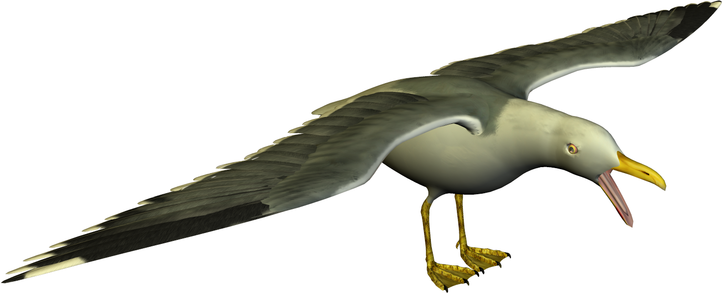 Seagull High Resolution Clip Art - European Herring Gull (1552x701)