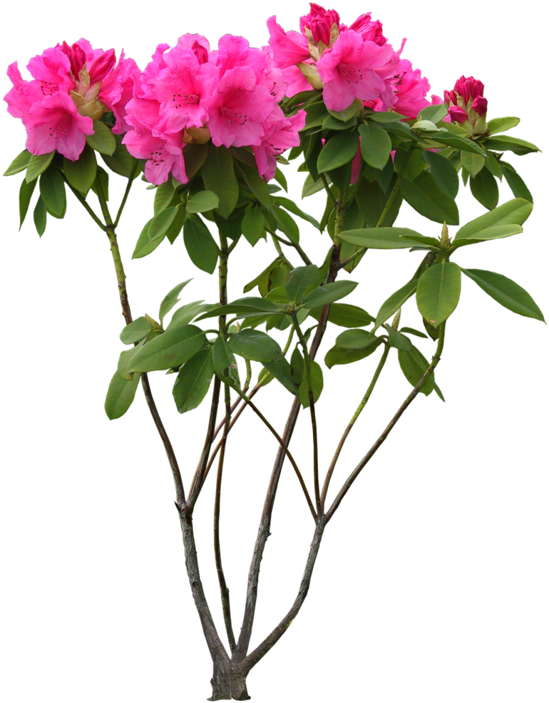 High Resolution Clip Art Free - High Resolution Images Png (1520x1093)