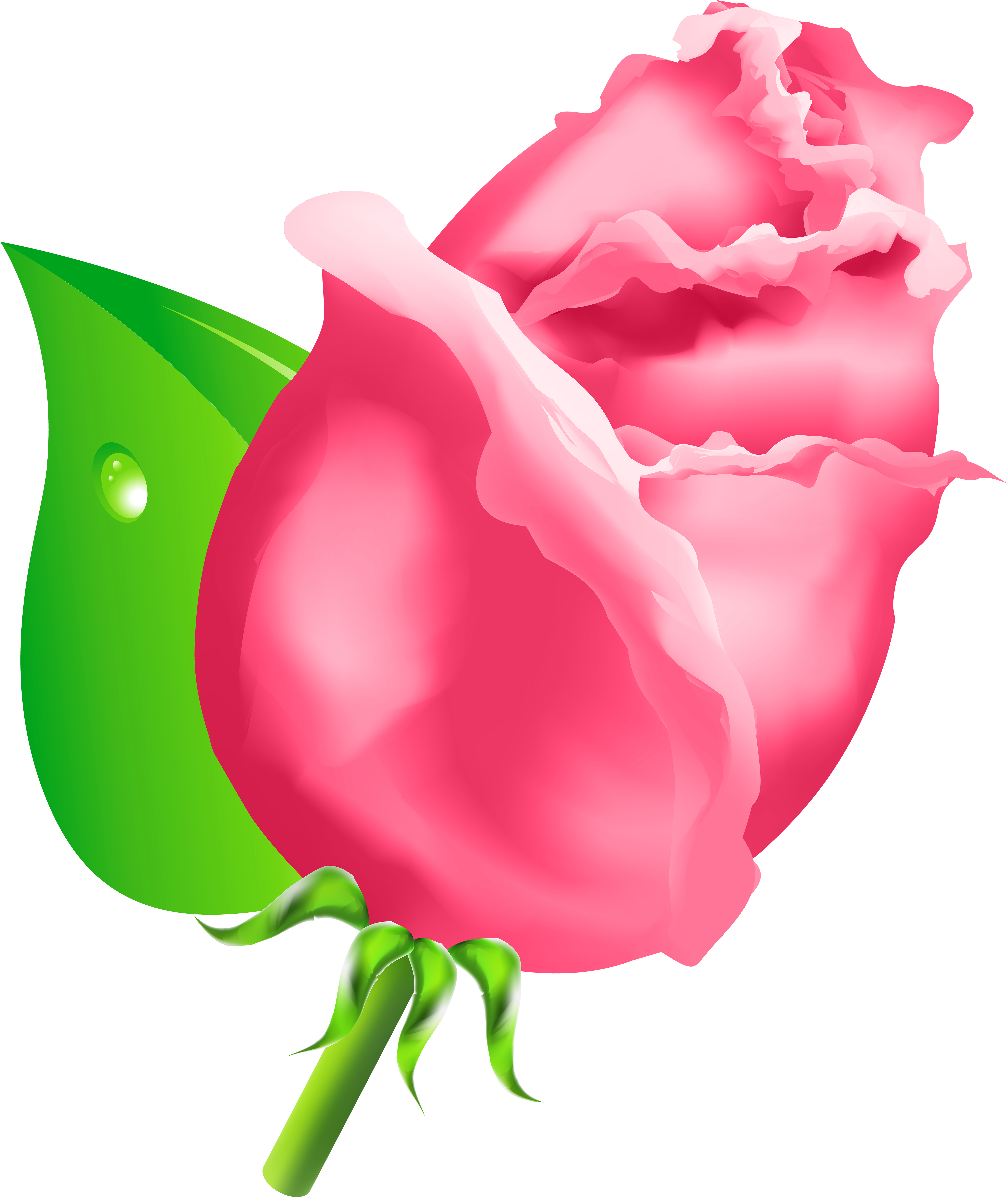 Rose Bud Png Clipart - Rose Bud Png Clipart (5051x6000)
