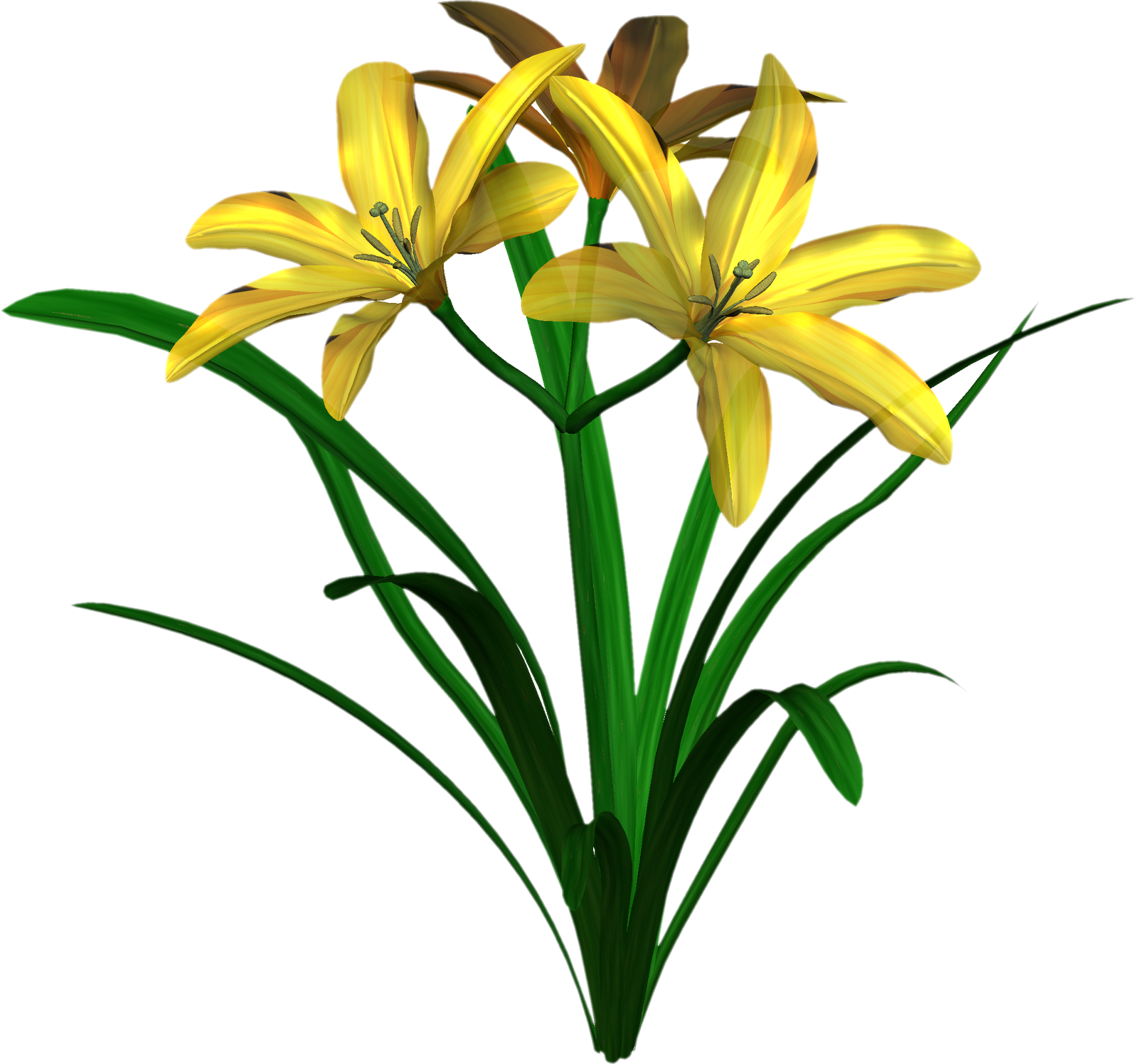 Free High Resolution Graphics And Clip Art - Dwarf Day Lily (1600x1496)