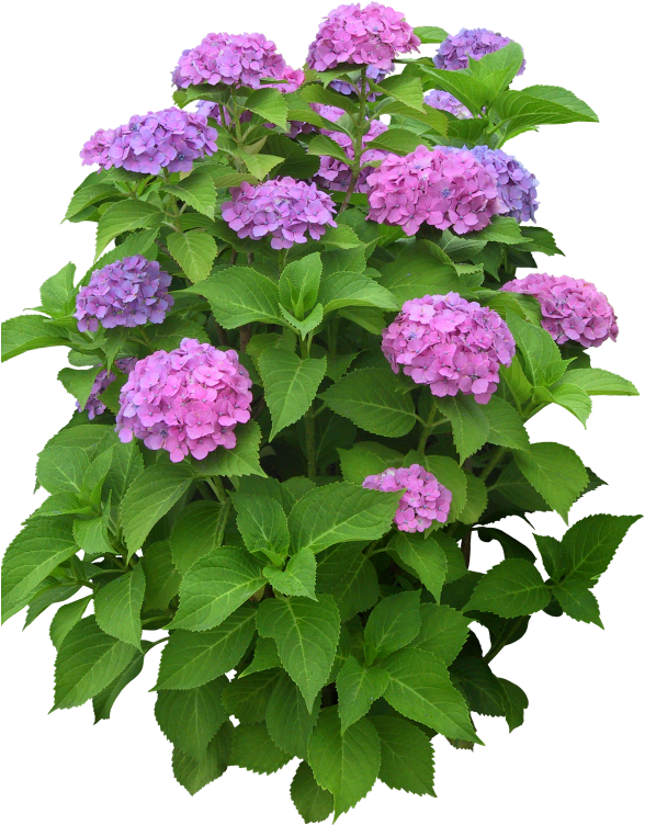 Free High Resolution Graphics And Clip Art - House & Garden New Chic Decor Home Garden E27 Round (1500x800)