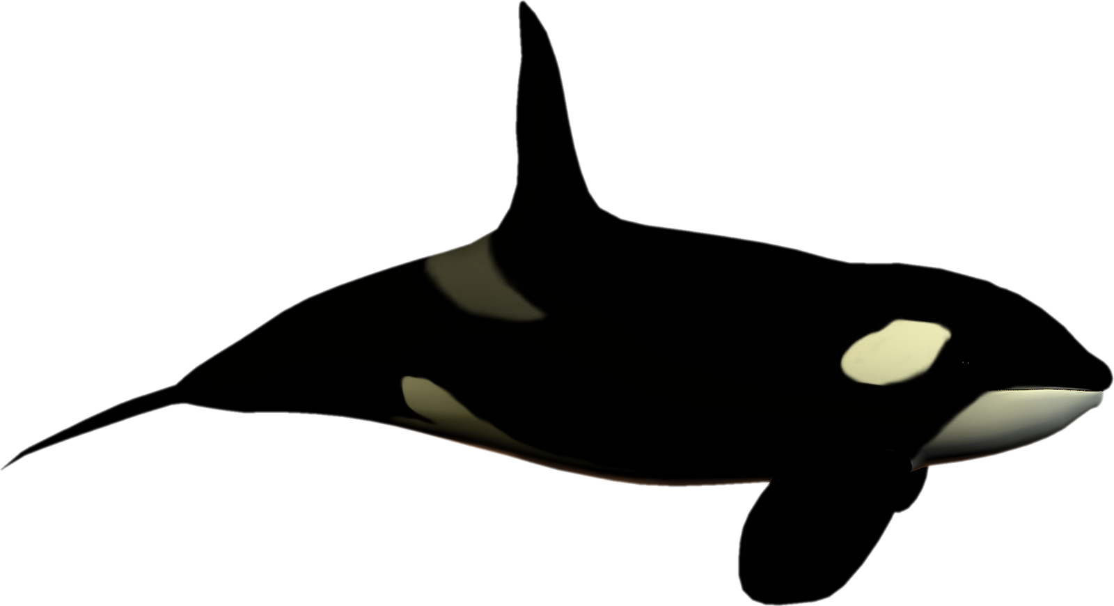 Sea World Clip Art Free - Killer Whale No Background (1600x870)