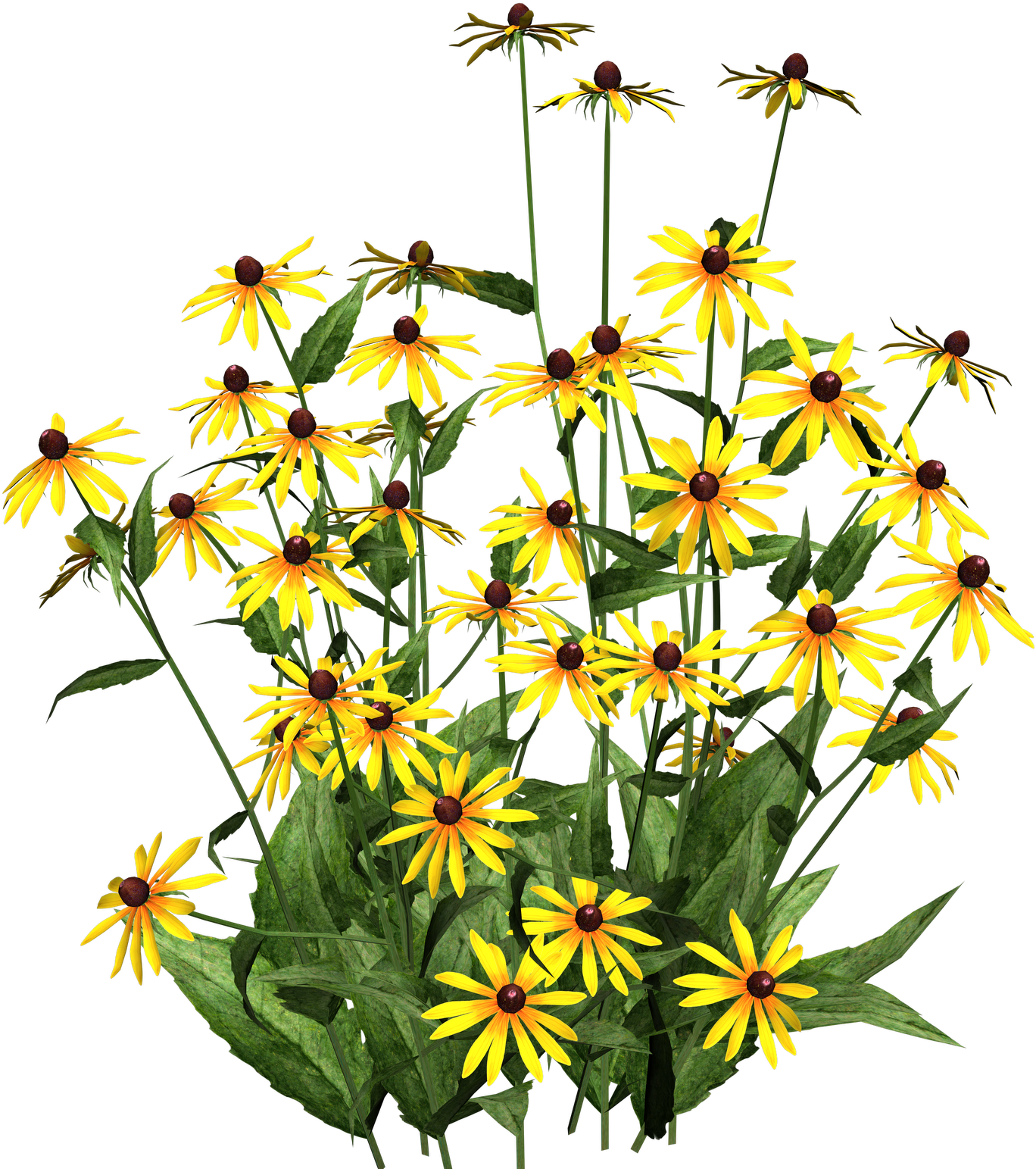 Hi Res Clip Art Pictures To Pin On Pinterest - Black Eyed Susans Transparent (1600x1600)
