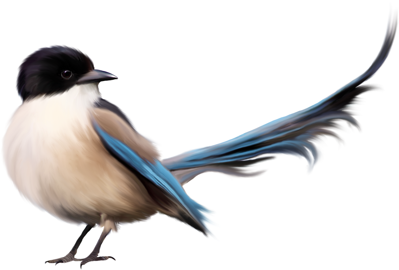 Bird With Blue Tail Png Clipart Picture - Friend Beautiful Quotes Fb (1395x1027)