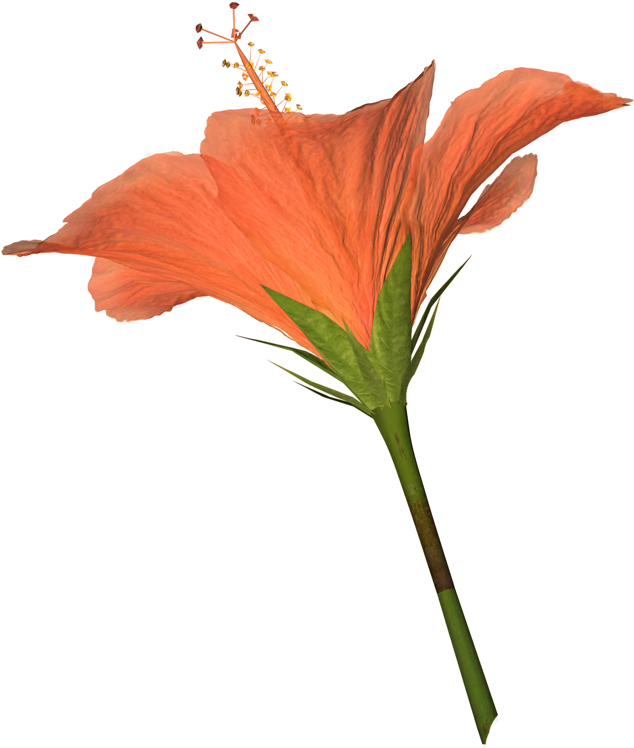 Free High Resolution Clip Art - Chinese Hibiscus (1314x1600)