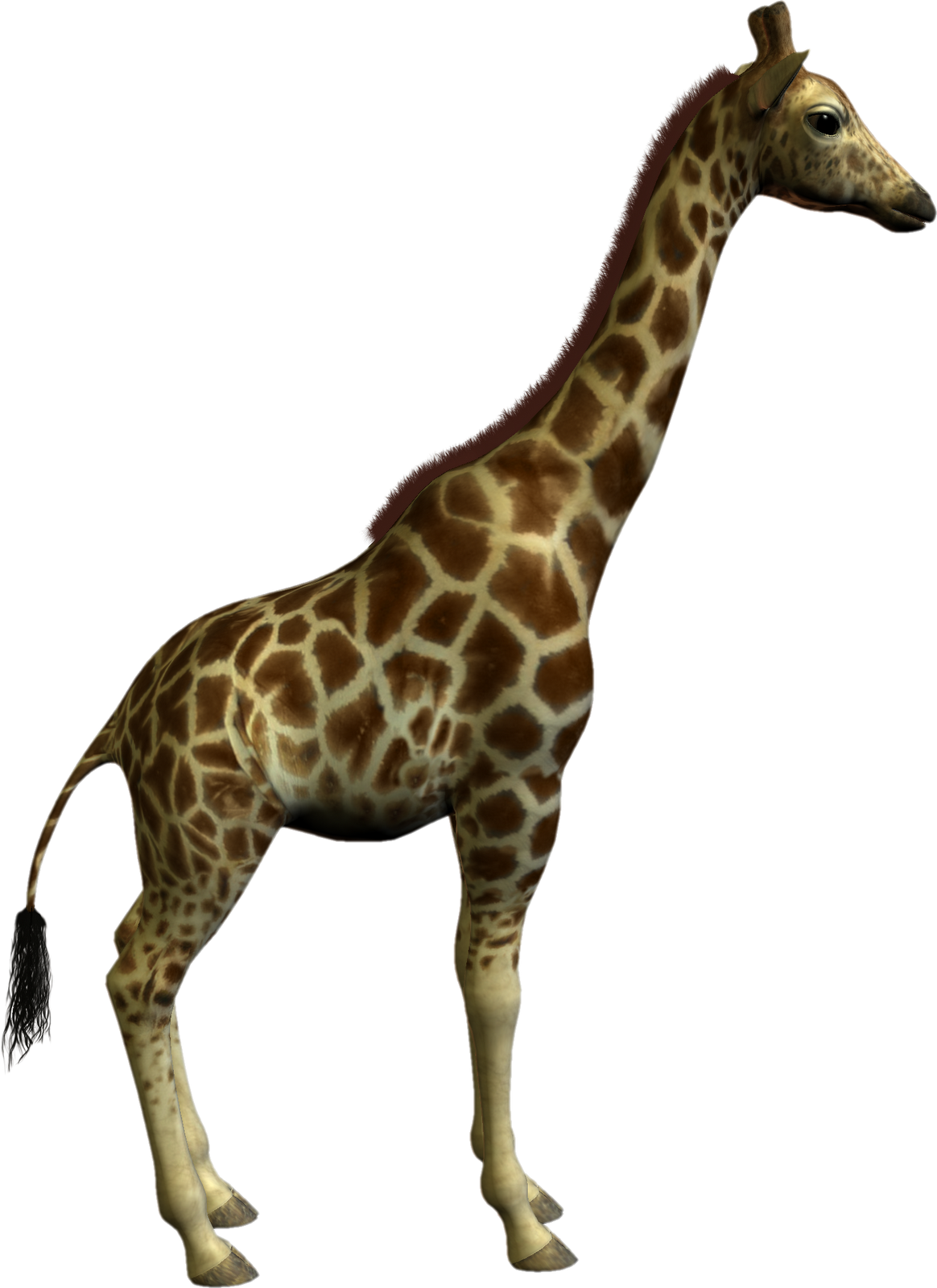 Giraffe Clipart Real - Objects And Classes In Java (1164x1600)