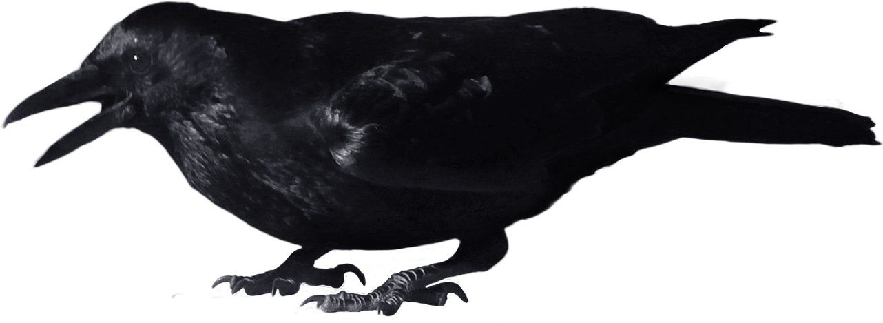Crow 8 Clip Art Clipartbarn - Crow Png (1282x469)