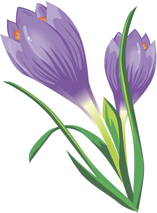 Crocus Clipart - Crocus Clip Art Free (554x750)