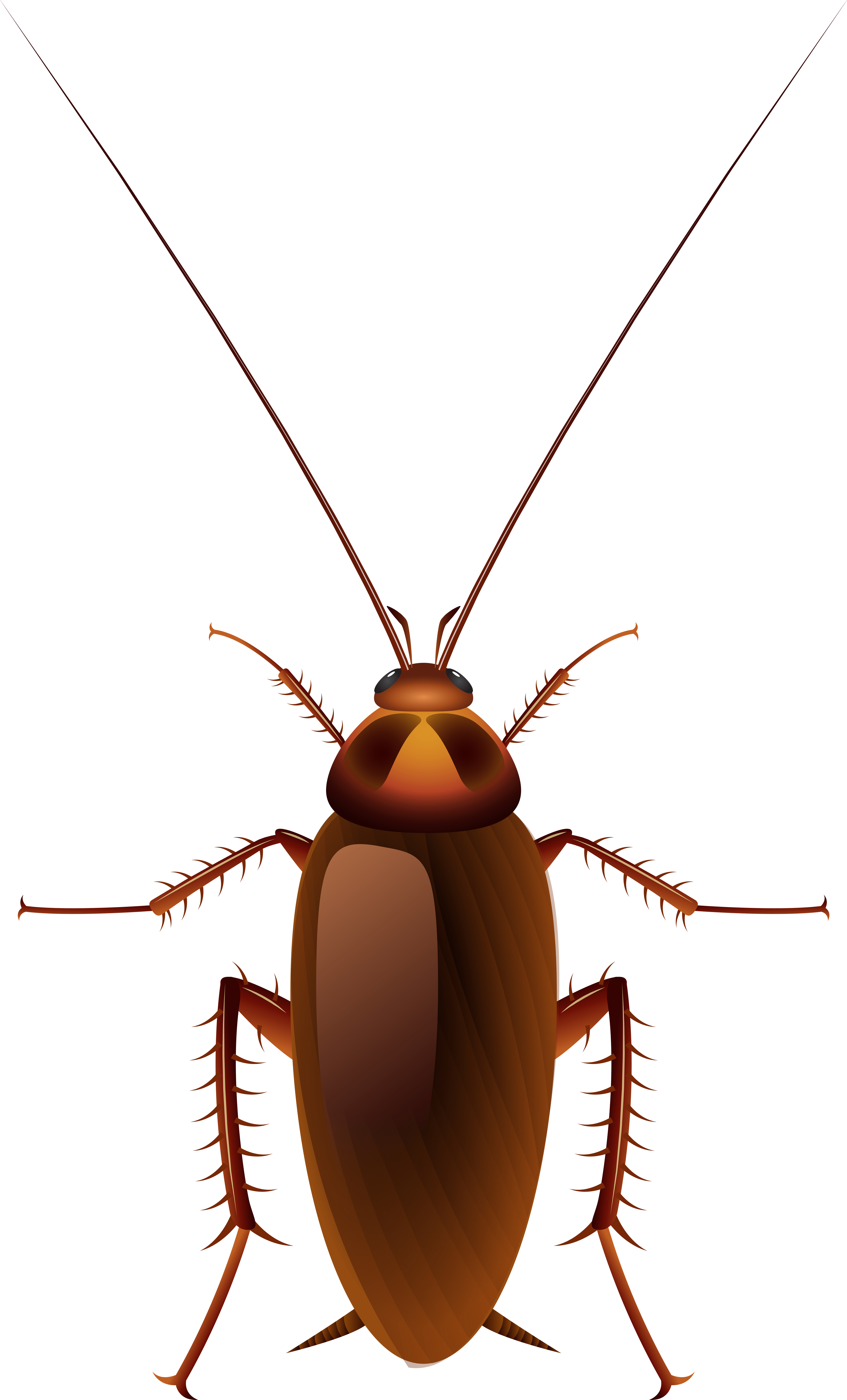 Cockroach Png Clip Art - Cockroach Png Clip Art (4839x8000)