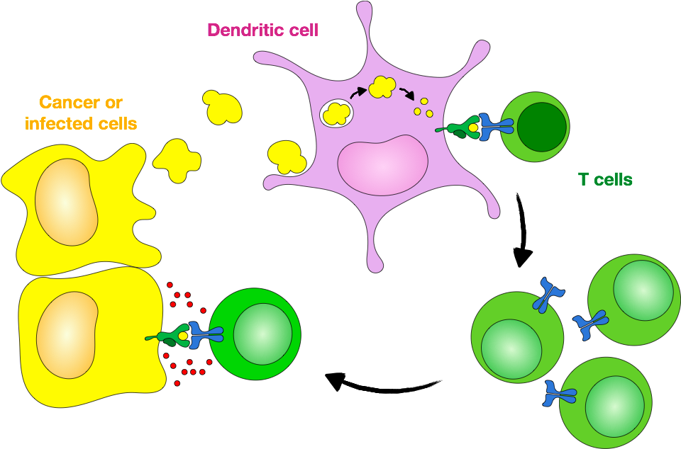 Antigen Cross-presentation And Initiation Of Cytotoxic - Dendritic Cells Cross Presentation Tumor Cells (970x633)