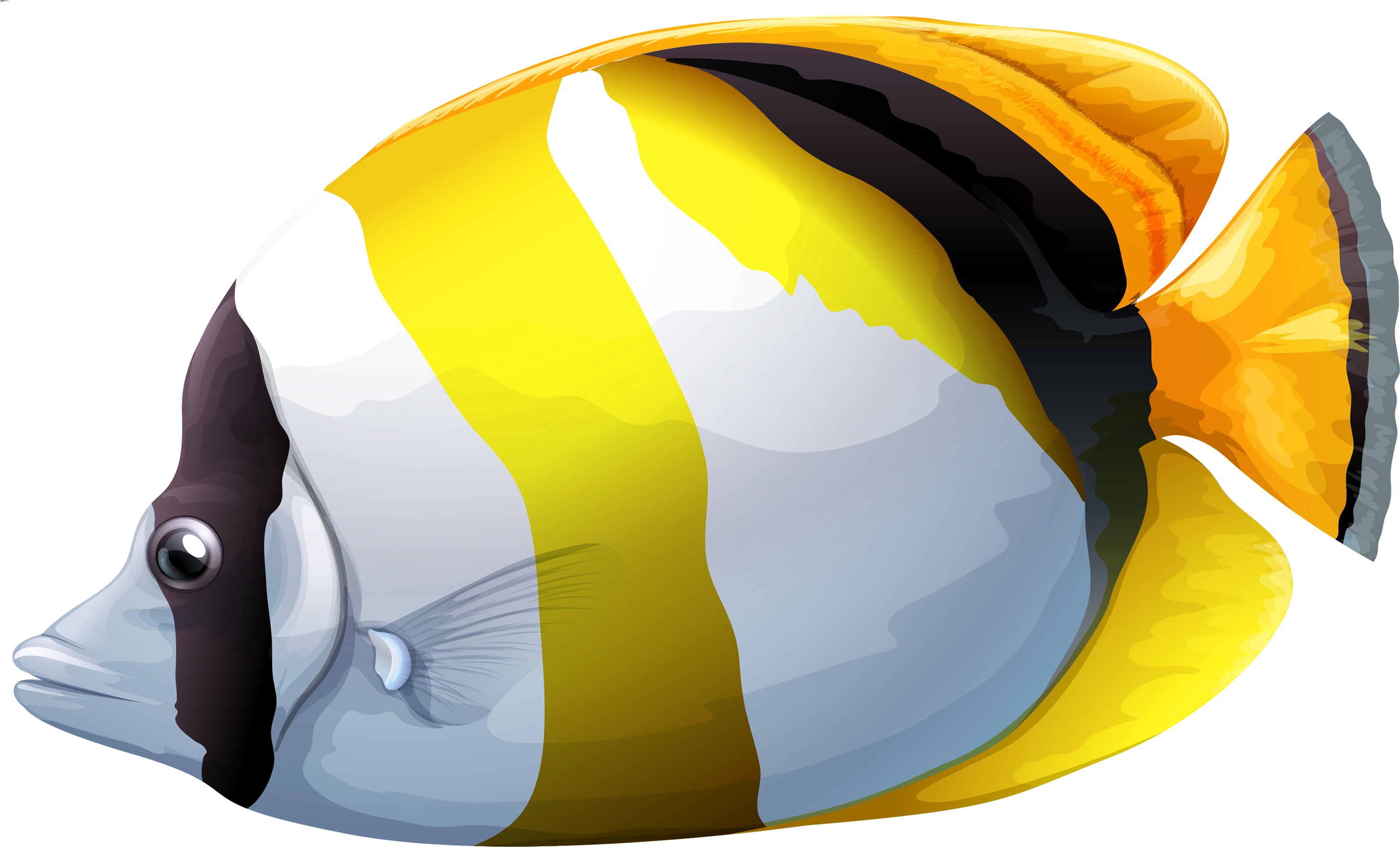 Chaetodon Butterfly Fish Png Clipart - Lined Butterflyfish (3000x1874)