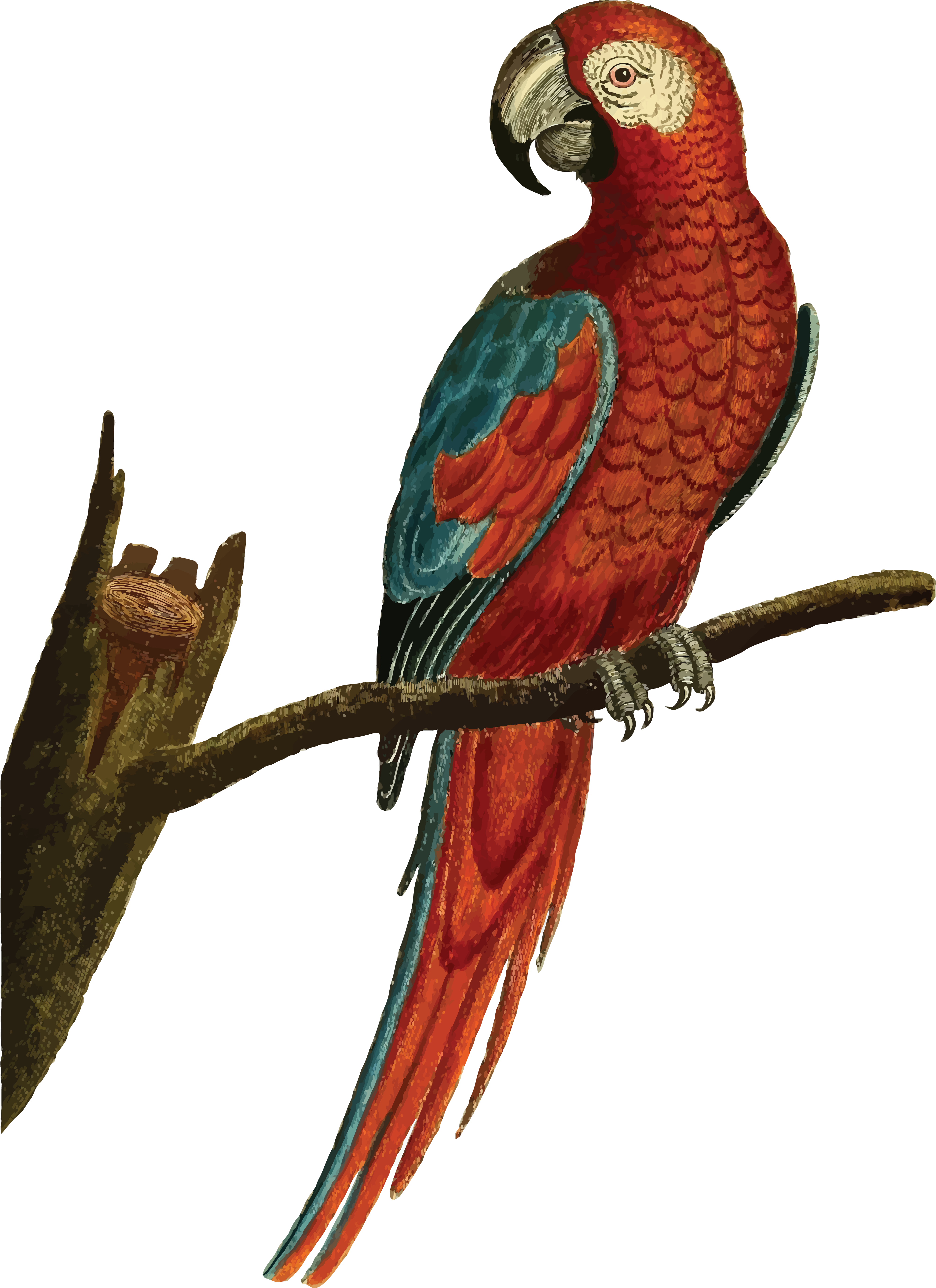 Free Clipart Of A Macaw Parrot Bird - Parrot Illustration Png (4000x5500)