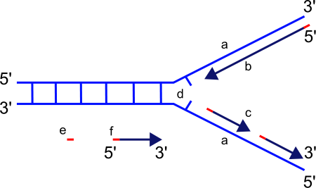 Gene Mutations - Dna Replication 5 To 3 (450x267)