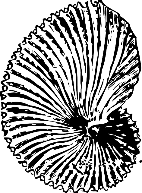 Argonauts Ocean, Snail, Shell, Sea, Argonaut, Shells, - Spiral Seashells Line Drawings (471x640)