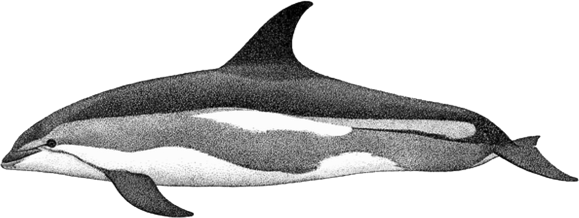 Atlantic White-sided Dolphin (1170x453)