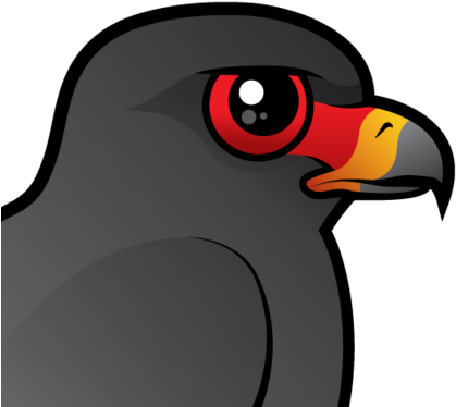 About The Snail Kite - Snail Kite (440x440)