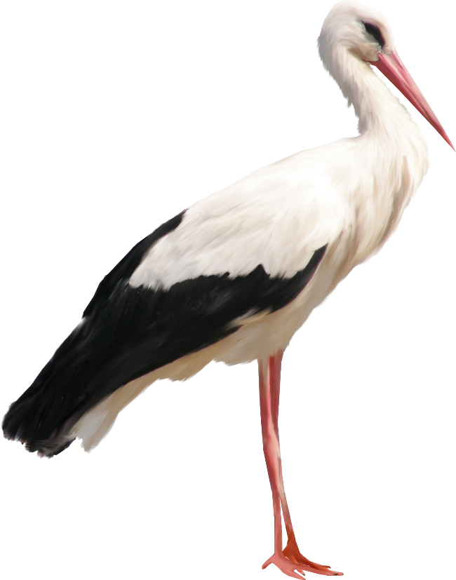 Похожее Изображение - Stork Png (650x827)