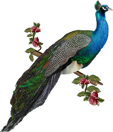 Bd-72 - Peacock Images In Png (382x450)