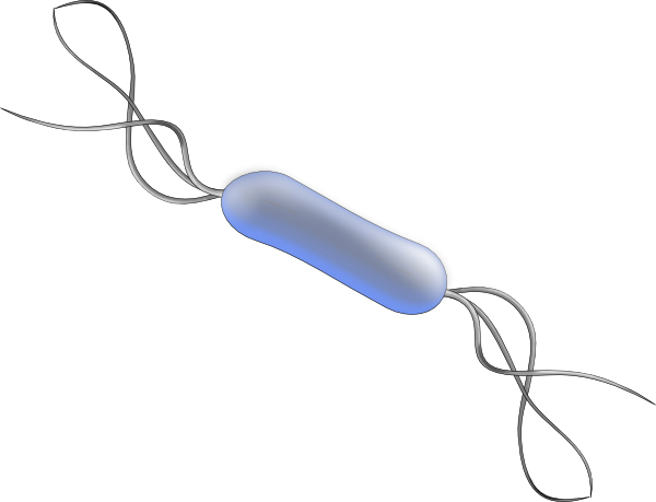 Bacteria Clip Art At Clker - Bacteria Png (600x459)
