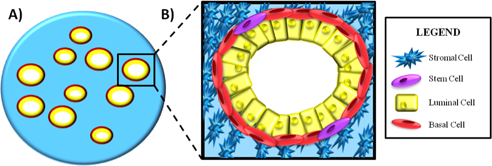 A) Simplistic View Of The Prostate Gland Structure - Stromal And Epithelial Cells Of Prostate (975x352)