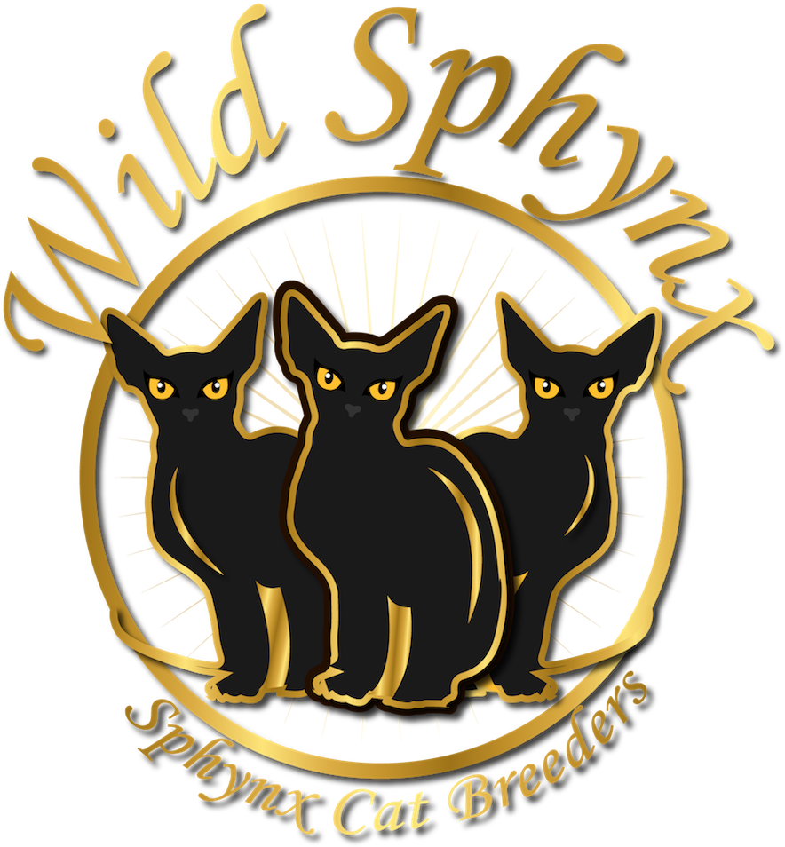 Wild Sphynx - Maître Service Gmbh (1024x1013)