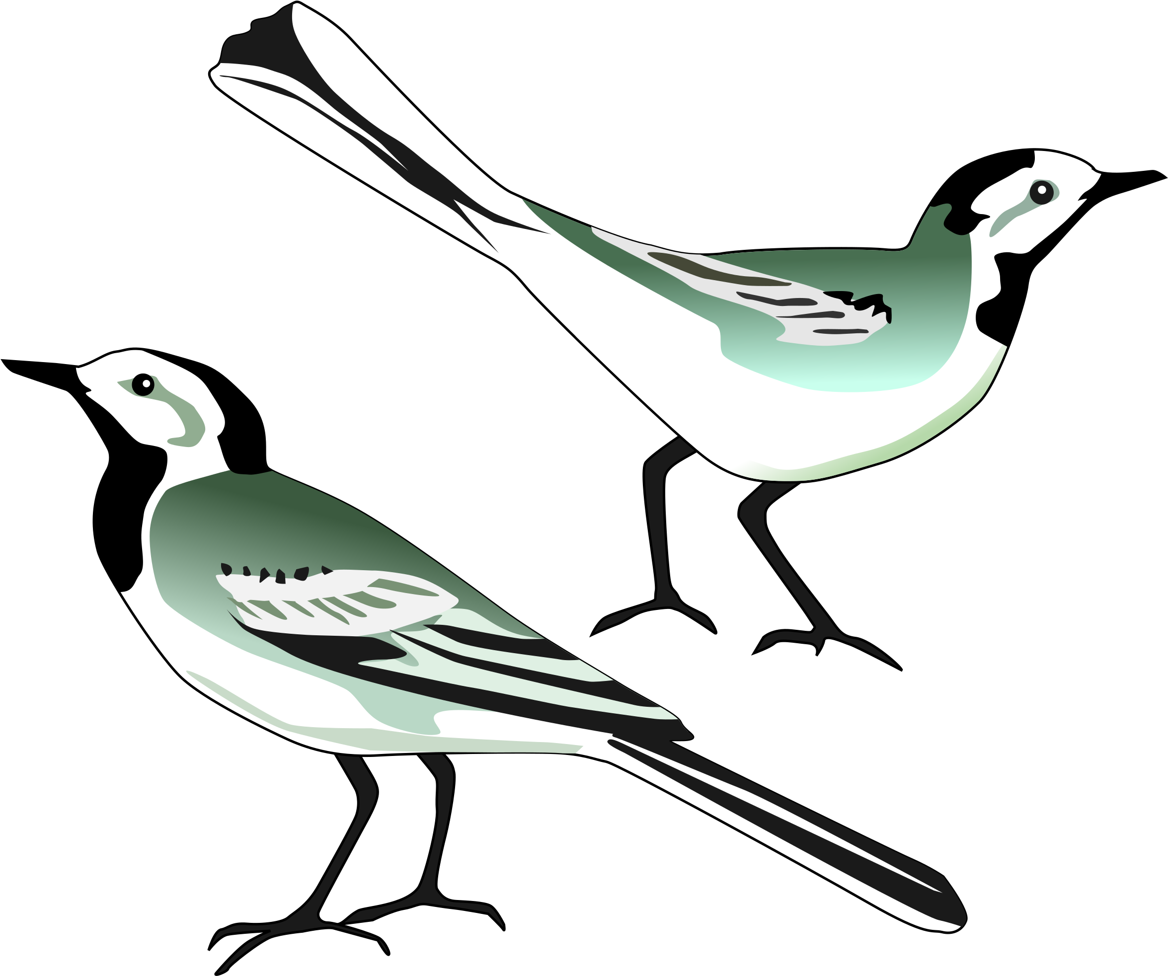 Free White Wagtail Free Pelican - Deux Pigeons Dessin Png (894x750)