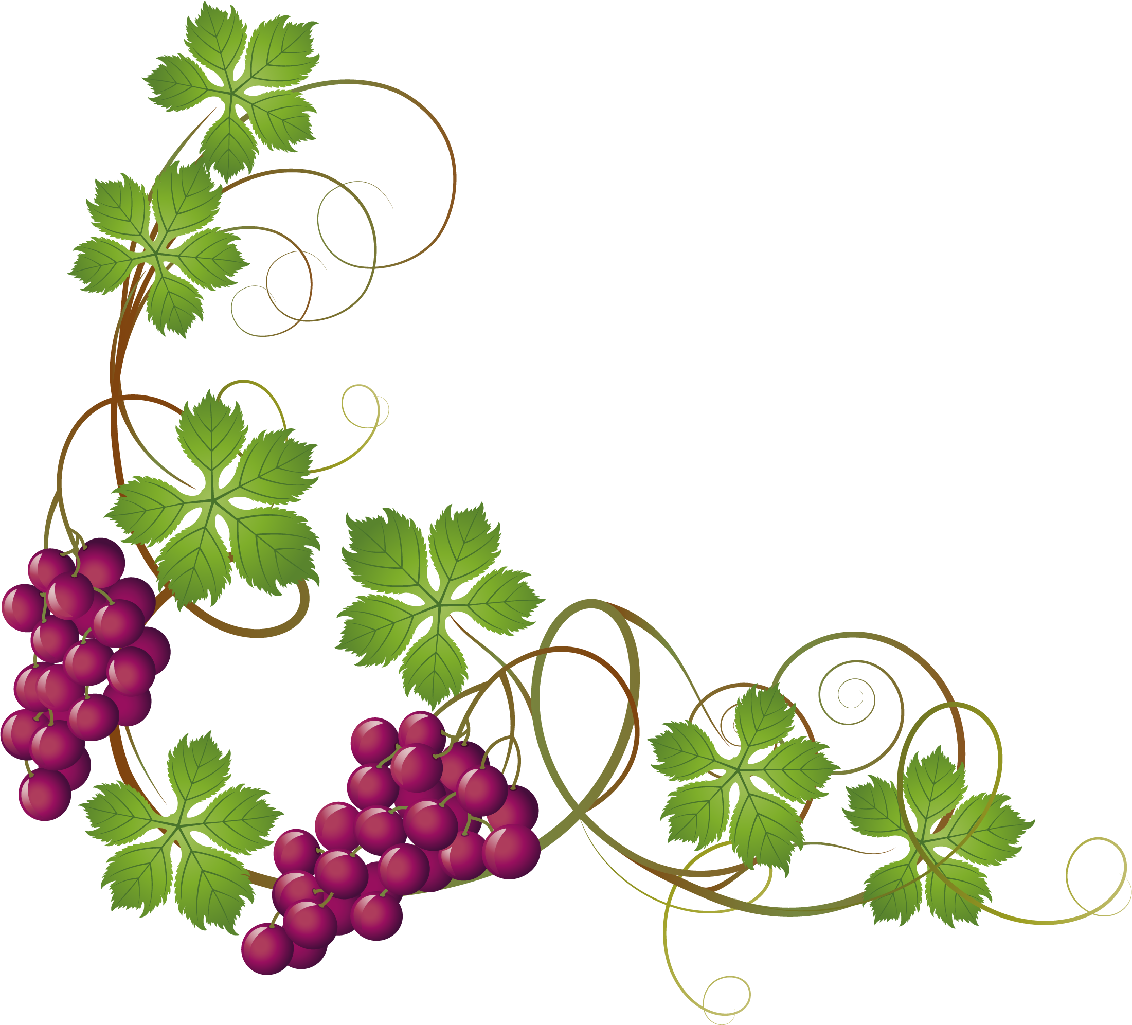 Common Grape Vine Grape Leaves Clip Art - Grape Vine Transparent Background (2201x1993)