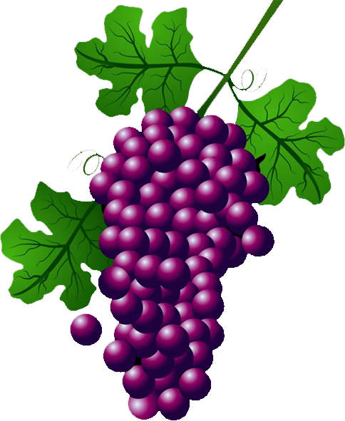 Wine Common Grape Vine Concord Grape Clip Art - Wine Common Grape Vine Concord Grape Clip Art (484x591)