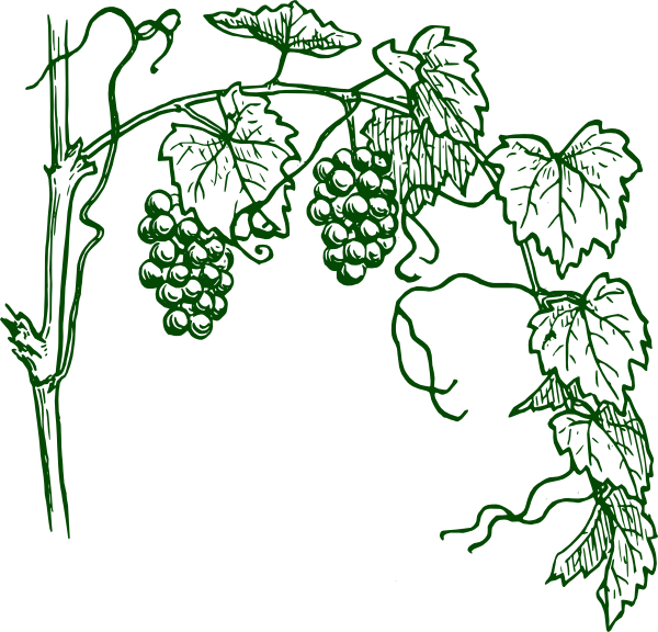 Green Grapevine Clip Art At Clker - Draw A Grape Vine (600x576)