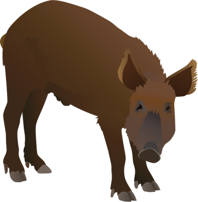 Drawn Boar Animation - Wild Boar Animation Reference (392x400)